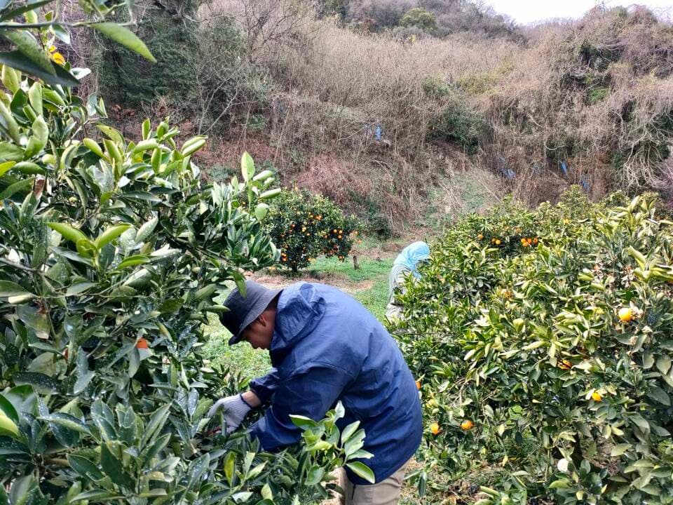 化学農薬・化学肥料・ワックスなど不使用＜希少な国産ネーブル＞広島県特別栽培認証