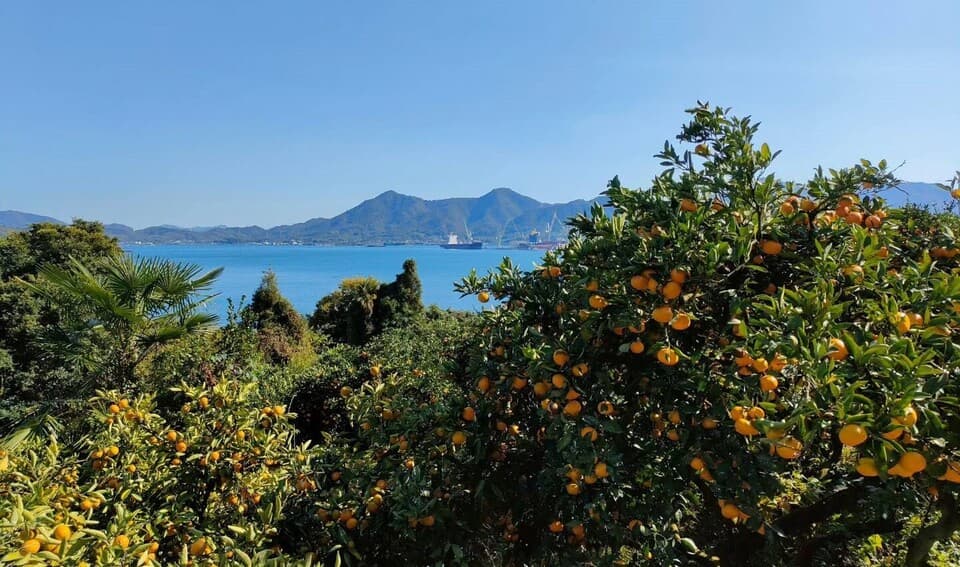 「八朔なのに甘い！」お日様色の紅八朔