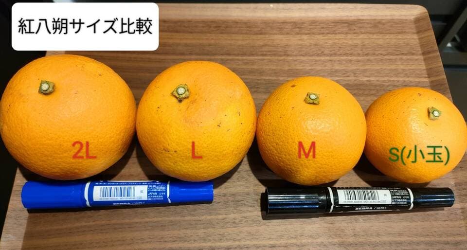 「八朔なのに甘い！」お日様色の紅八朔
