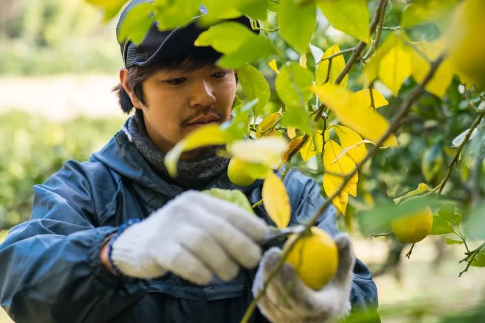 化学農薬不使用！国産レモンの名産地からお届けする「瀬戸田産レモン」