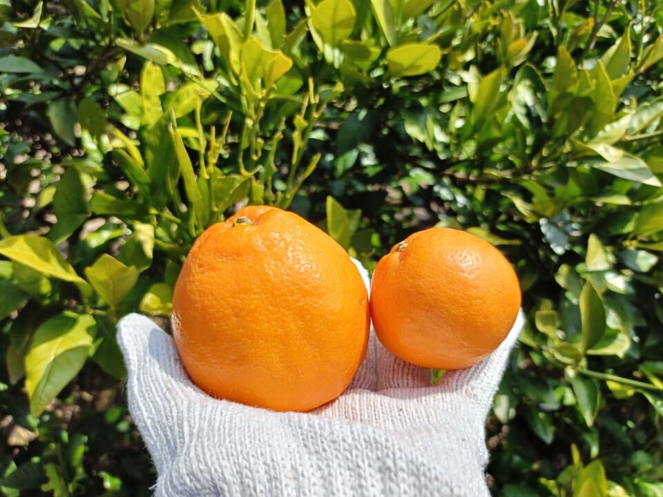 手で皮を剥いて食べられる！「はるみ」