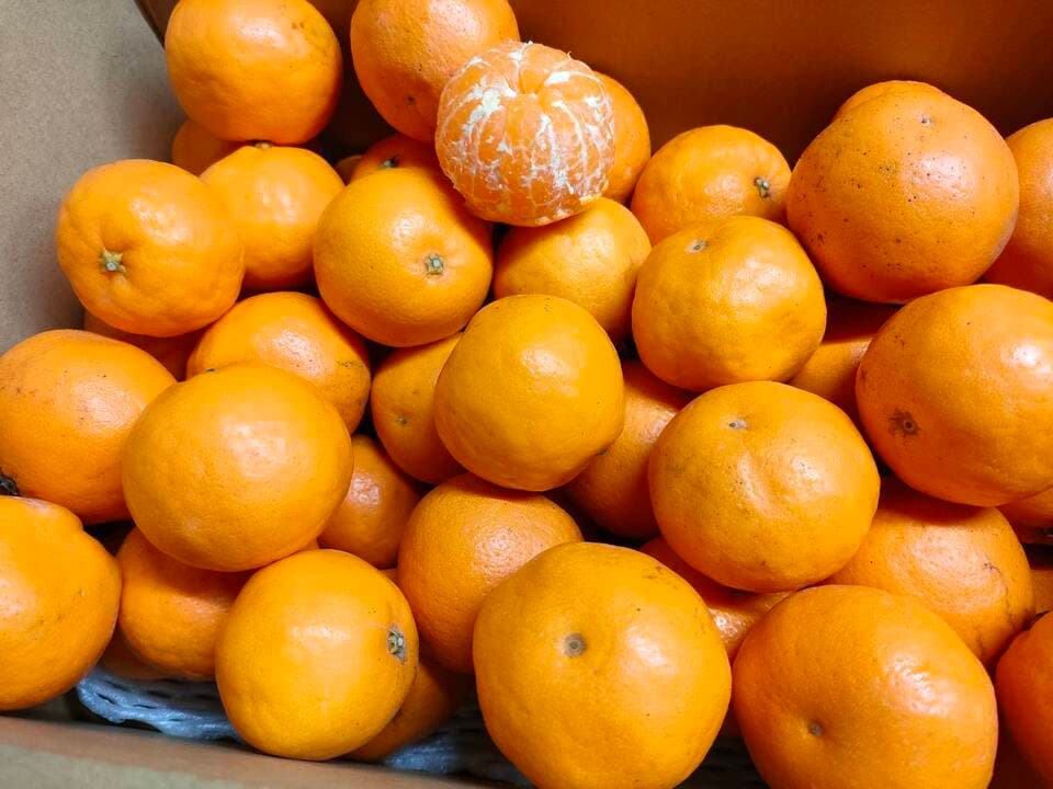 手で皮を剥いて食べられる！「はるみ」