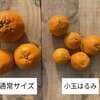 サムネイル 2