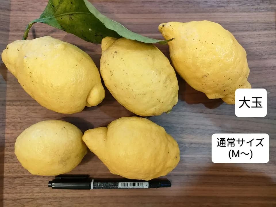 化学農薬不使用！国産レモンの名産地からお届けする「瀬戸田産レモン