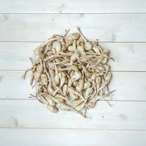 生らっきょう 土と根付き約500g