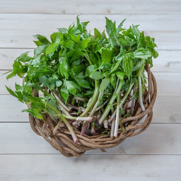 天然しどけ約300g＋おまけ1種