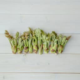 天然たらの芽 約200g