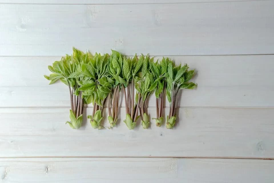 【天然物は香りが違う！！】採れたてコシアブラ 約150g ＋たらの芽 約200g＋オマケ1種【2022年予約注文。発送は4月下旬ごろから】