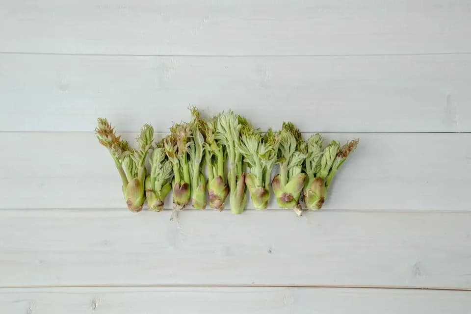 【天然物は香りが違う！！】採れたてコシアブラ 約150g ＋たらの芽 約200g＋オマケ1種【2022年予約注文。発送は4月下旬ごろから】
