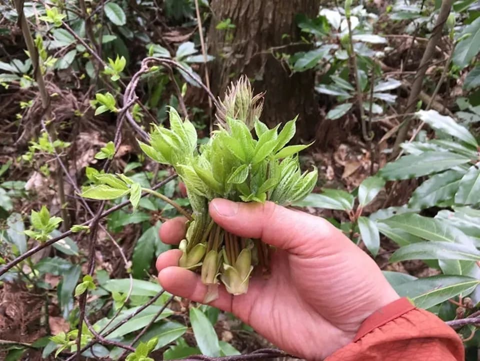 【天然物は香りが違う！！】採れたてコシアブラ 約150g ＋たらの芽 約200g＋オマケ1種【2022年予約注文。発送は4月下旬ごろから】