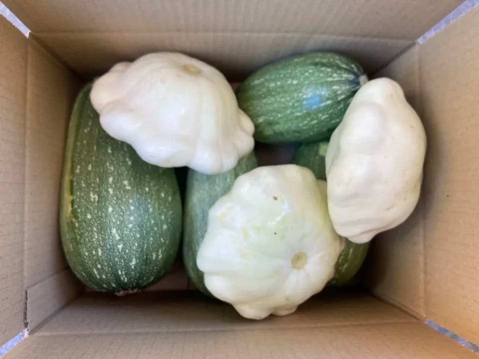 【お得なまとめ買い！！】自然栽培！！夏が美味しい定番のズッキーニ！！