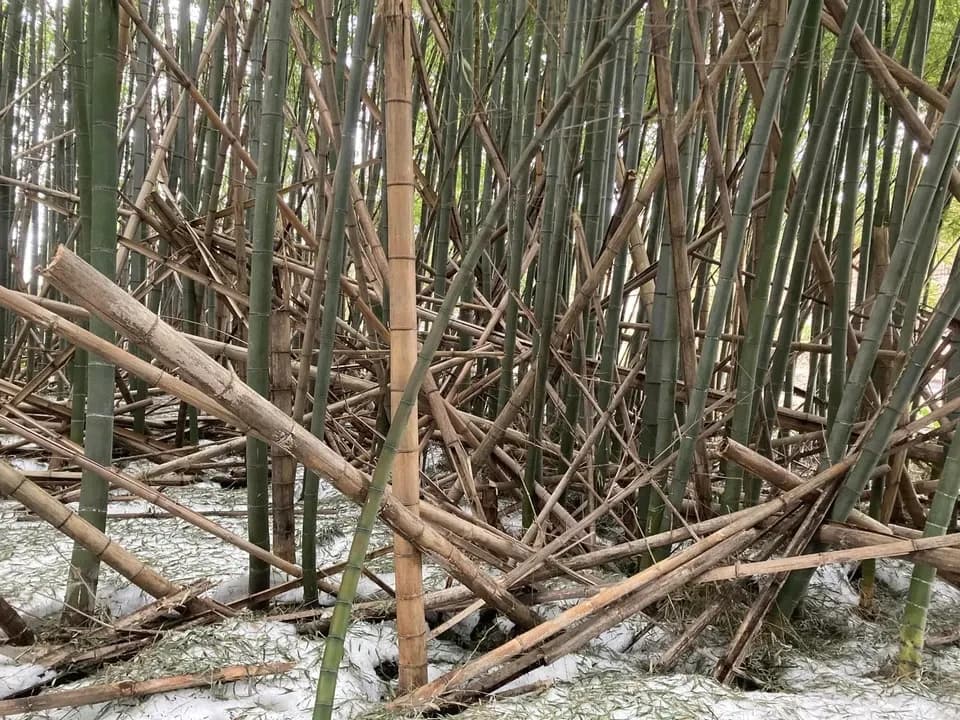 きっと好きな、間違いのない味！！！】遊佐産 板メンマ 山形玉コン味