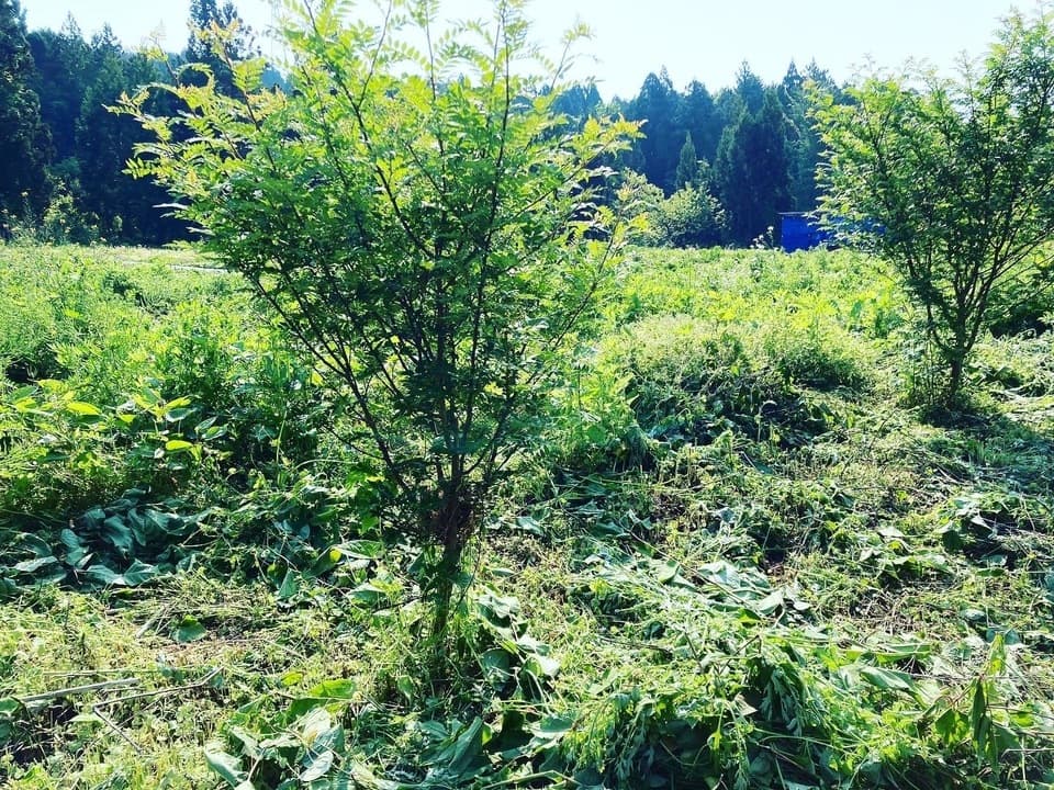 【農薬不使用！！ピリリと辛い和のハーブ】山椒の実　約100g