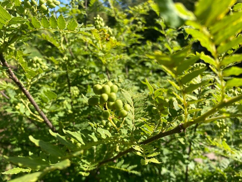 【農薬不使用！！ピリリと辛い和のハーブ】山椒の実　約100g