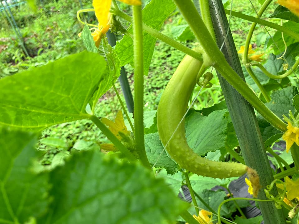 【野菜が美味ければポタージュも美味い！】ミントが香る、きゅうりと塩麹のギリシャ風冷製発酵ポタージュ