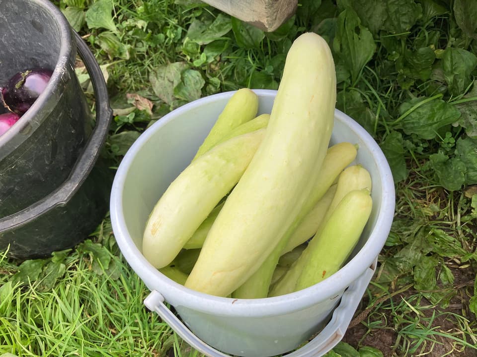 【野菜が美味ければポタージュも美味い！】ミントが香る、きゅうりと塩麹のギリシャ風冷製発酵ポタージュ