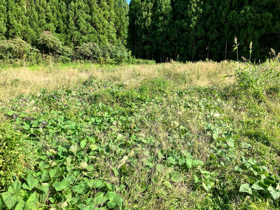 【体が喜ぶ発酵のチカラ！】じっくり焼いた安納芋と甘酒を、贅沢に使った発酵ポタージュ
