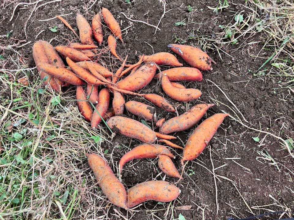 【体が喜ぶ発酵のチカラ！】じっくり焼いた安納芋と甘酒を、贅沢に使った発酵ポタージュ