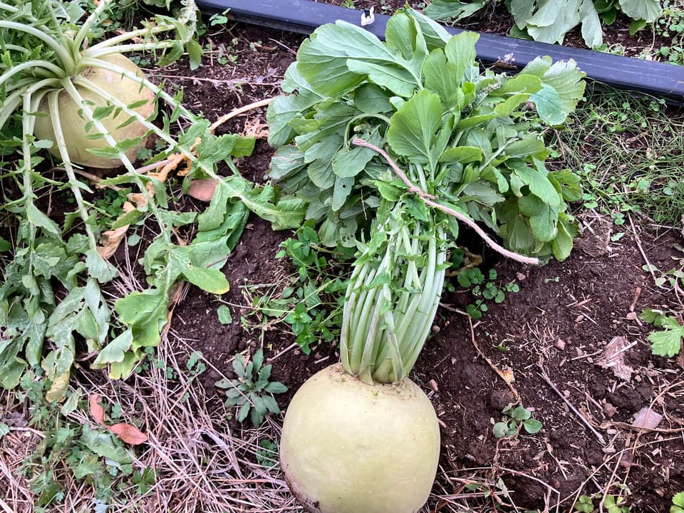 【体が喜ぶ発酵のチカラ！】塩糀と味噌の旨味が美味しい聖護院大根の発酵ポタージュ