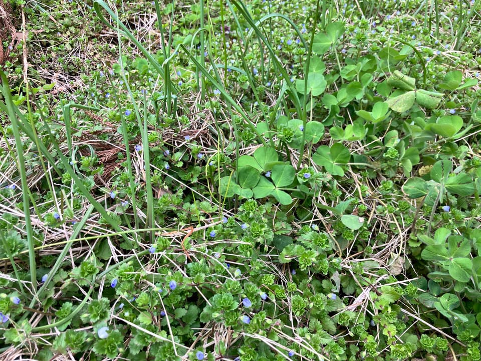 【自然栽培！風味が違う！】今が旬の生らっきょう（土と根付きでお送りします）