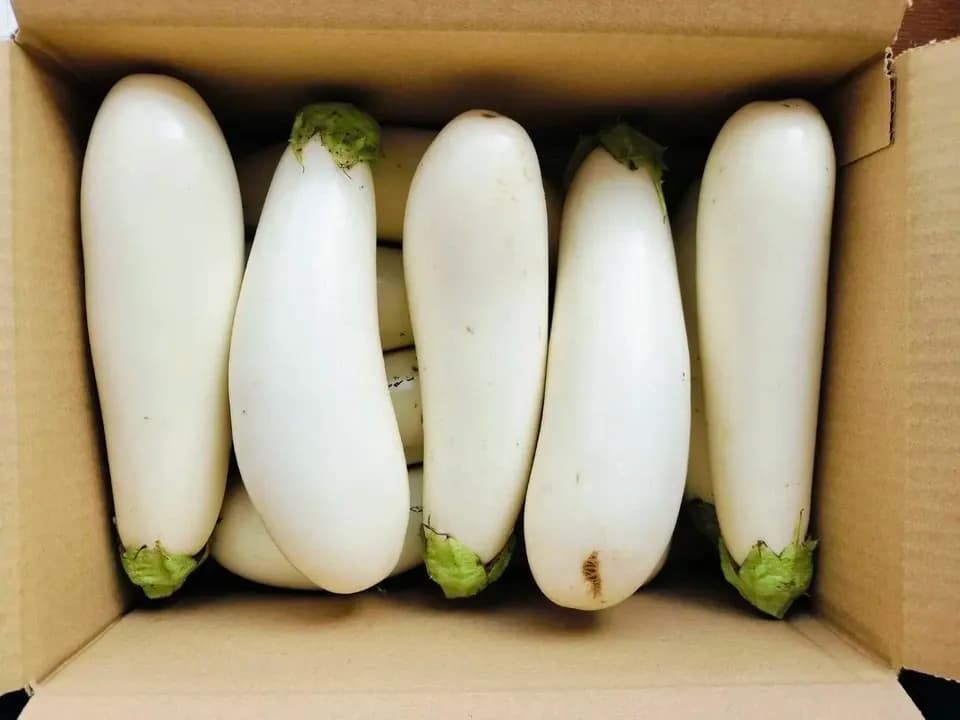 【お得なまとめ買い！！固定種野菜】自然栽培！！「フォアグラ」とも例えられるとろける食感の白ナス