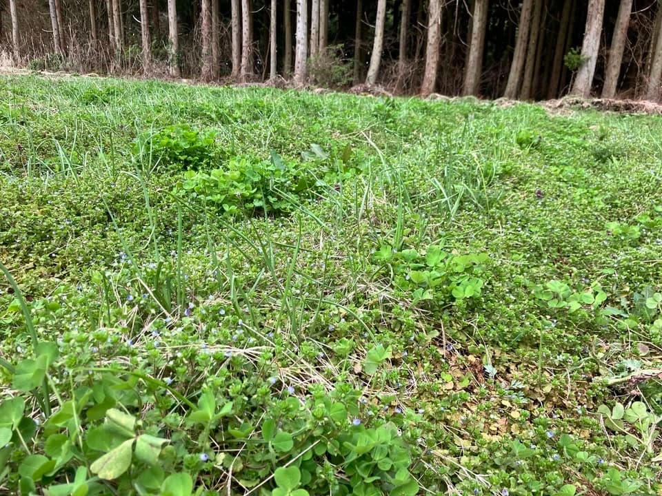 【自然栽培！風味が違う！】今が旬の生らっきょう（土と根付きでお送りします）メール便発送で送料お得！