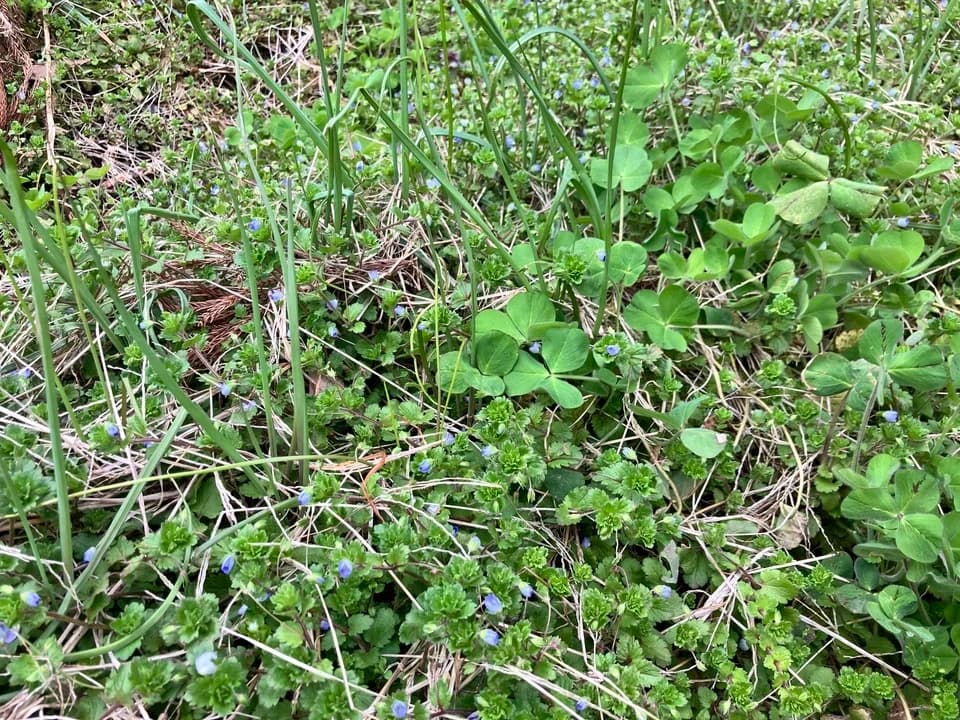 【自然栽培！風味が違う！】今が旬の生らっきょう（土と根付きでお送りします）メール便発送で送料お得！