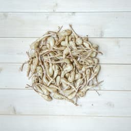 生らっきょう 土と根付き約3kg