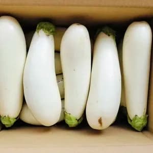 【お得なまとめ買い！！固定種野菜】自然栽培！！「フォアグラ」とも例えられるとろける食感の白ナスの口コミ・レビュー(かなさん)