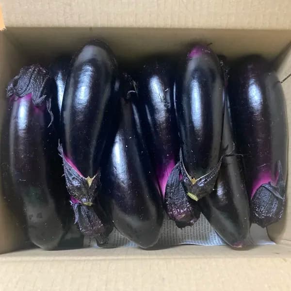 【お得なまとめ買い！！】ほぼ自然栽培！！中長ナスの元祖の早生真黒ナス
