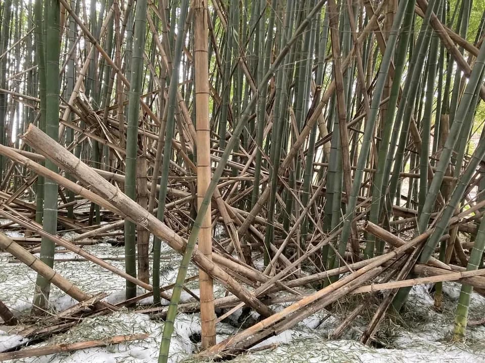 きっと好きな、間違いのない味！！！】遊佐産 板メンマ 山形玉コン味
