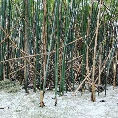 久しぶりに竹林の片付けを！