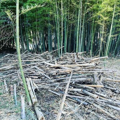 朝から竹炭作り！！