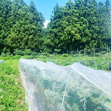 今日も元気にケールの切り戻し作業。