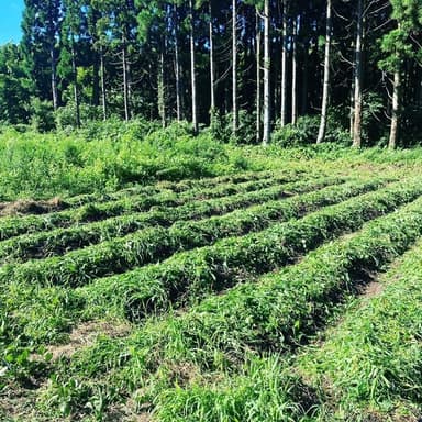 ようやくラッキョウの植え付け終了しました。