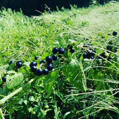 ハックルベリーを知っているか！！！？？？
