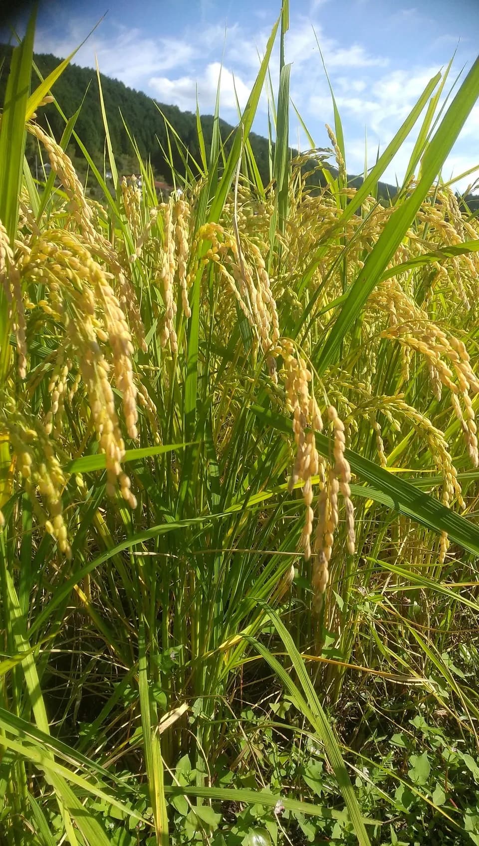 令和7年度産 ＜中生新千本＞白米/玄米 自然栽培・自家採種 まごころ