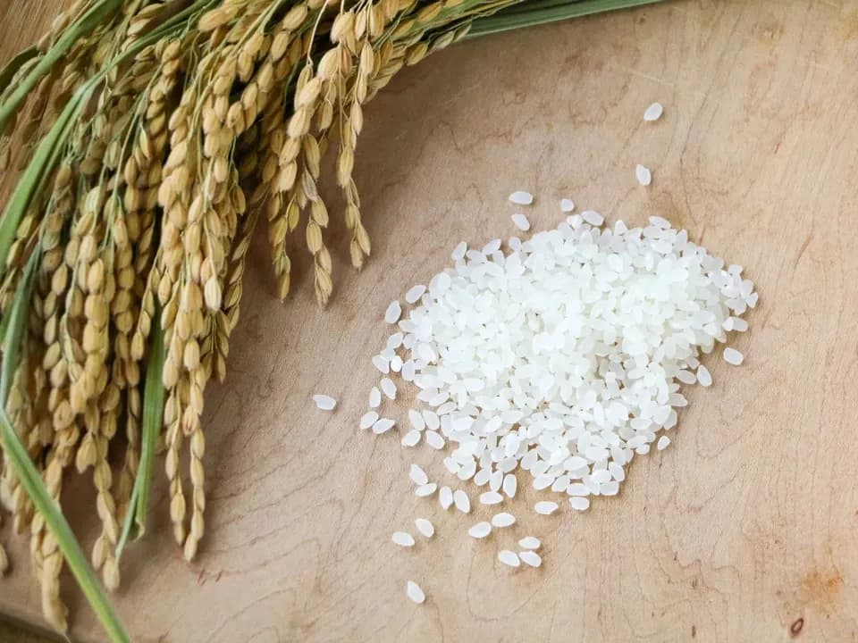 令和7年度産 ＜中生新千本＞白米/玄米 自然栽培・自家採種 まごころ