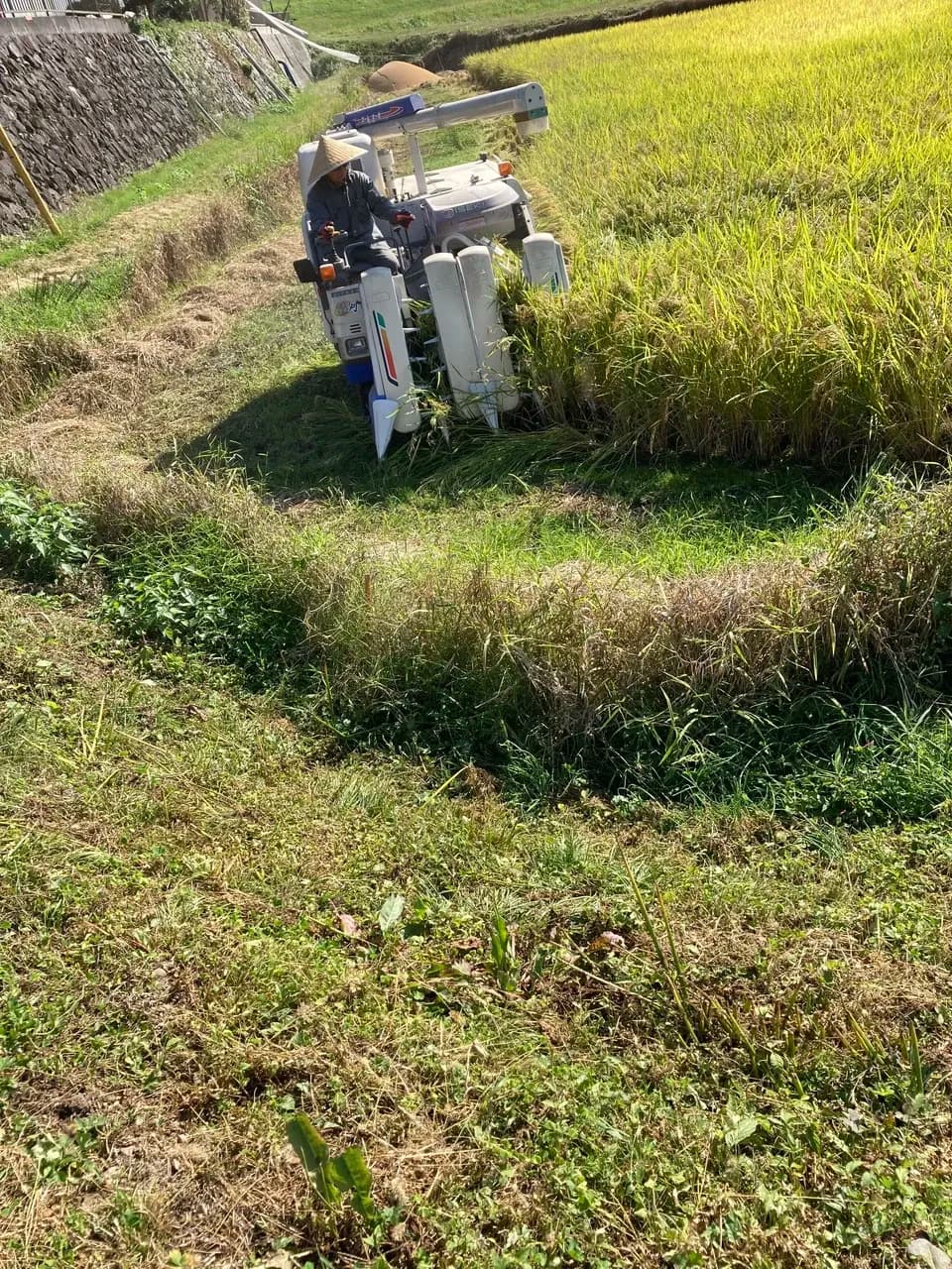 令和7年度産 ＜中生新千本＞白米/玄米　自然栽培・自家採種
