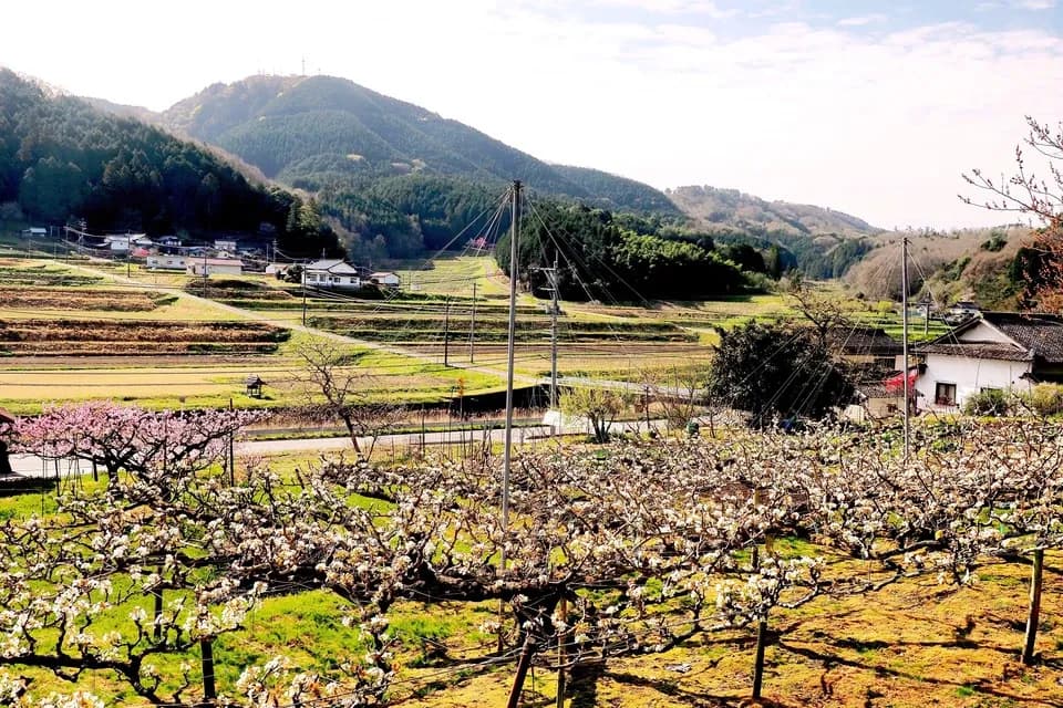 令和7年度産 ＜中生新千本＞白米/玄米 自然栽培・自家採種 まごころ
