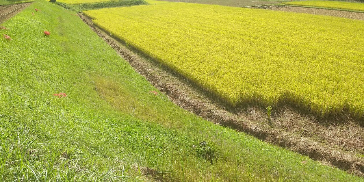 まごころ農園ロゴ