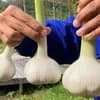 中サイズ