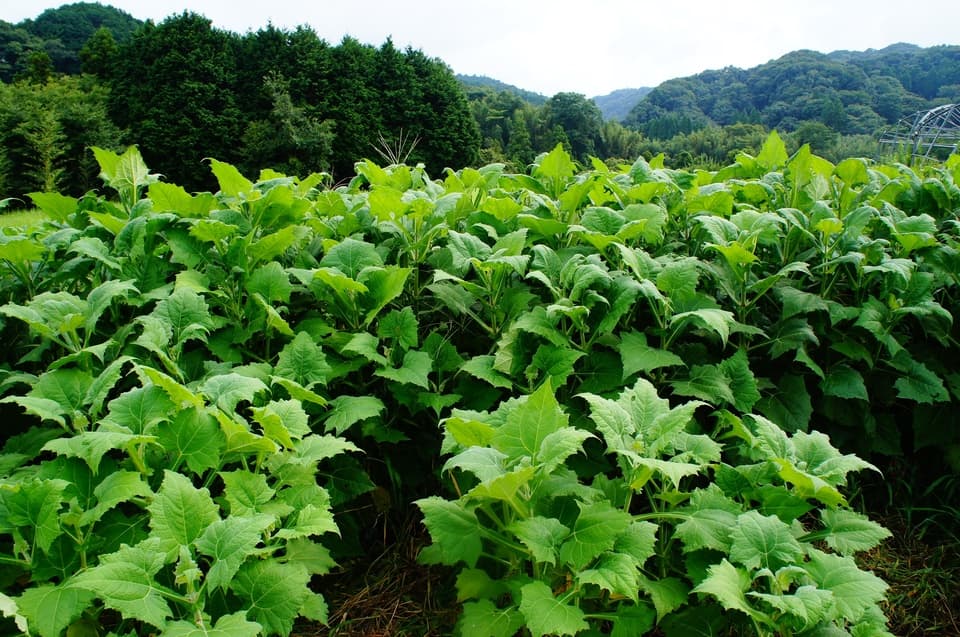 ヤーコン 無農薬・無化学肥料栽培