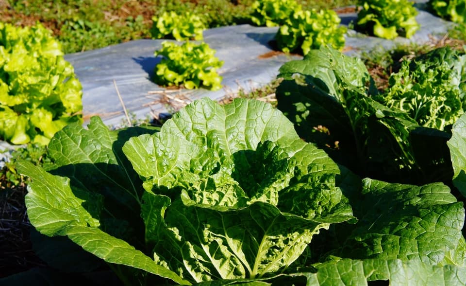 野菜セット 