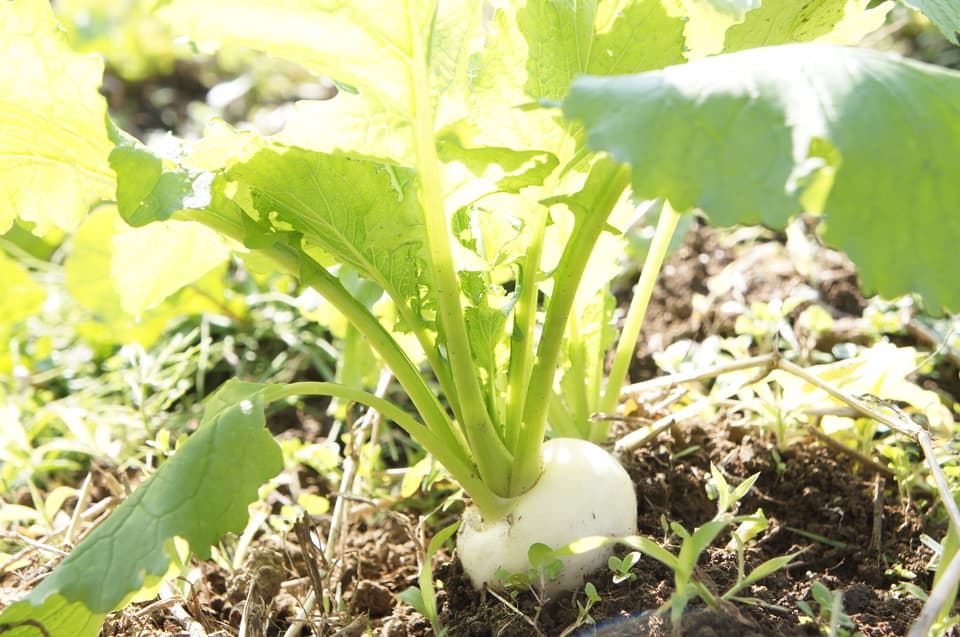 野菜セット 