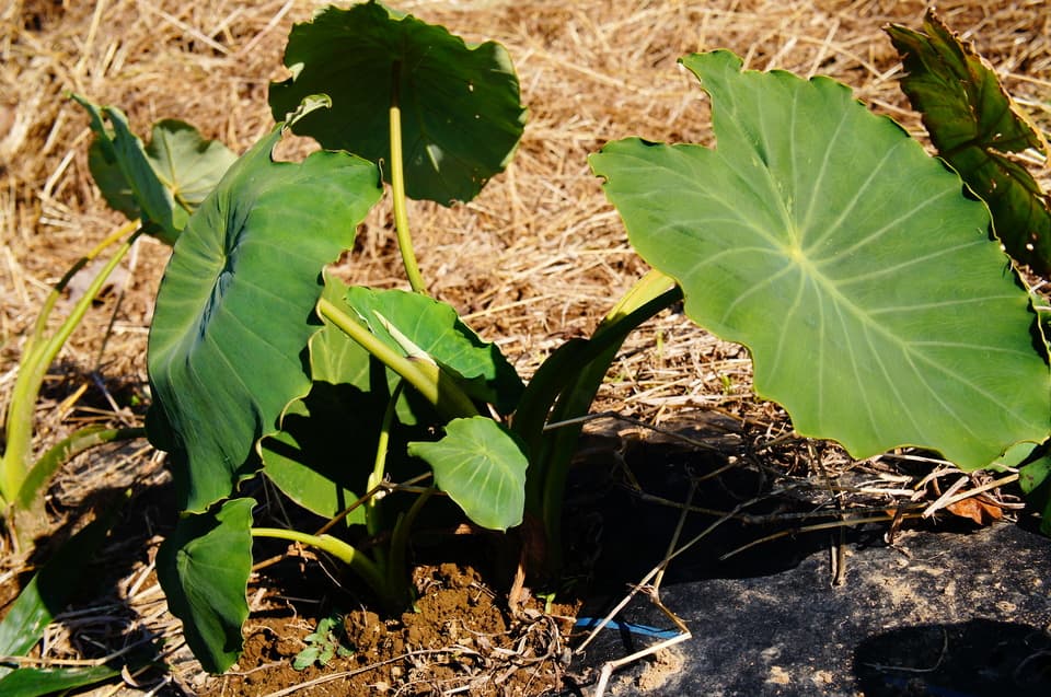 野菜セット 