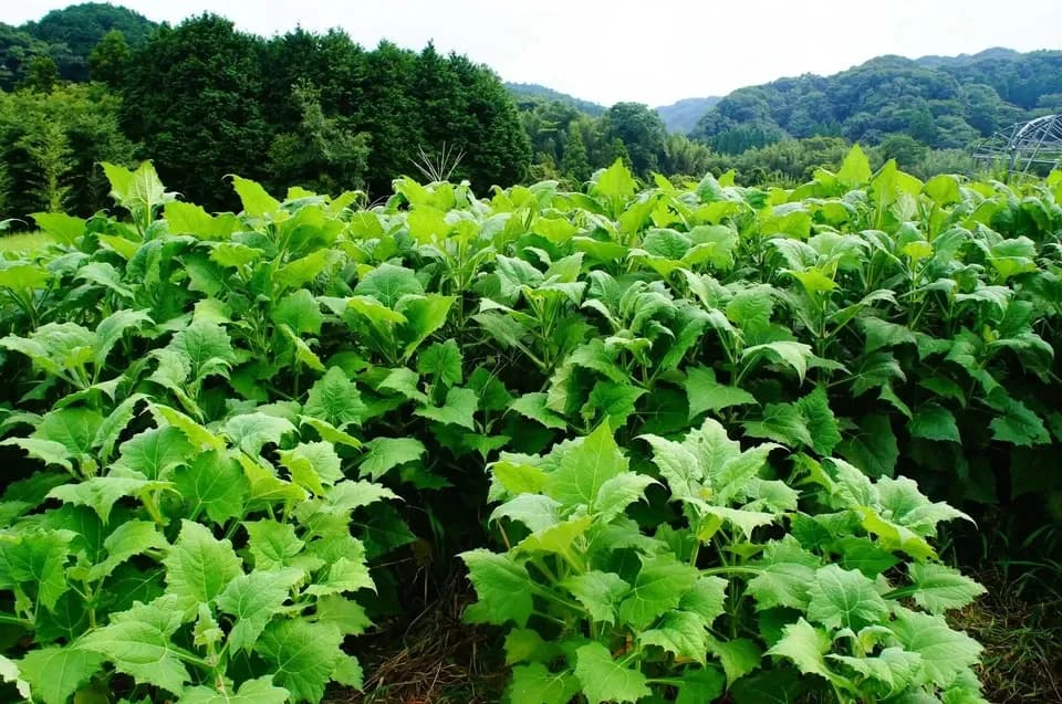 ヤーコン茶・深煎り