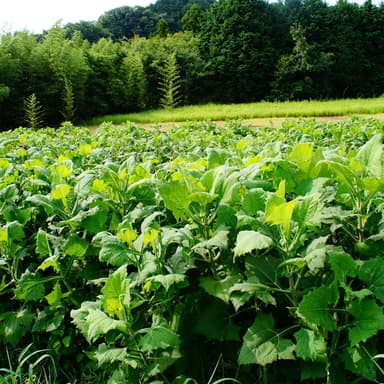 血糖値上昇を抑えるだけではない！本当に美味しいお茶を求めて