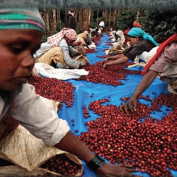 🇮🇳 インドの森から、一杯のコーヒーへ