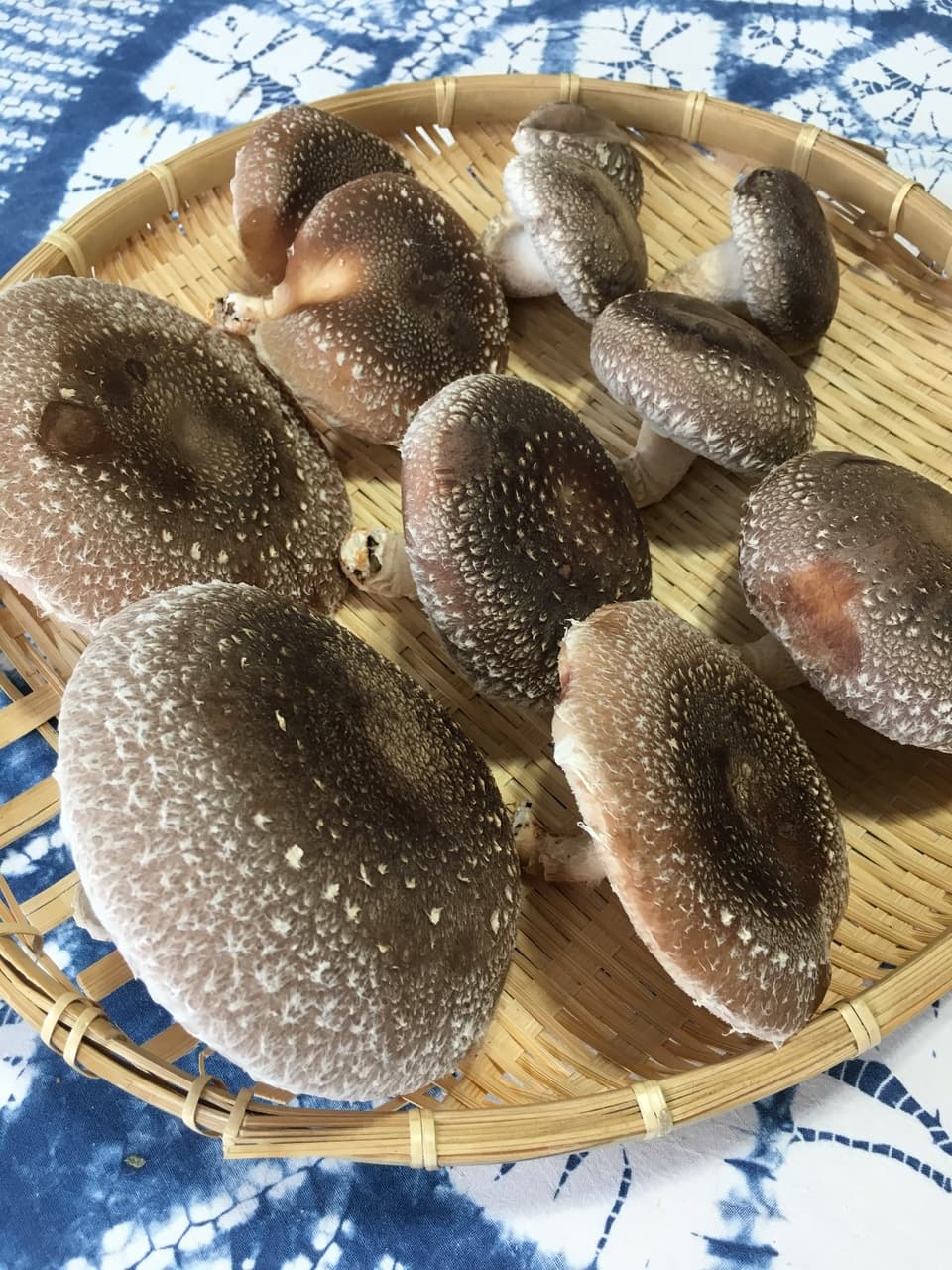 自家製・原木しいたけパウダー